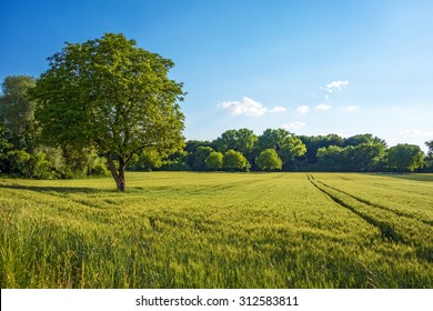 Tree, field, meadow and forest - blue sky - Powered by Shutterstock