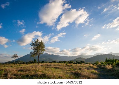 Tree in field with mountain background