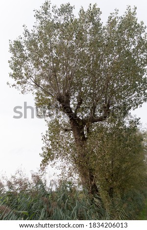 A tree in a field in Nigtevecht, theNetherlands