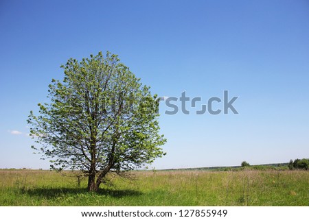 tree of the field on the nature
