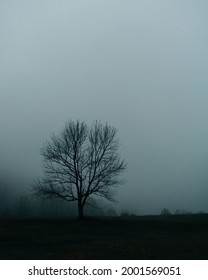 A Tree In A Field, Peaks Of Otter Lake, Virginia