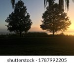 Tree in a field setting sun