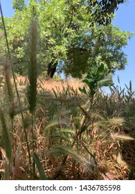 Tree And Field, Stockton, CA