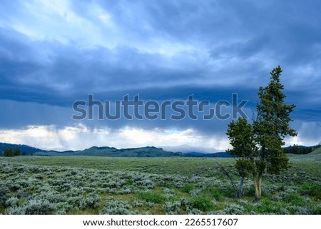 Tree in Field with Storm Clouds in Background just before sunset