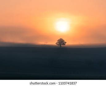 Tree in field at sunset.