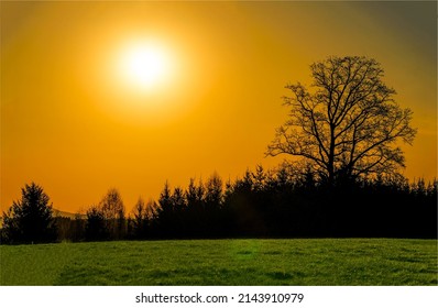 A tree in a field at sunset. Nature nightfall landscape. Sundown sky landscape. Beautiful evening sundown scene