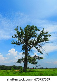 Tree in Field Vertical