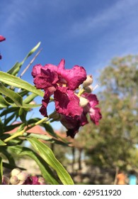 Tree flower