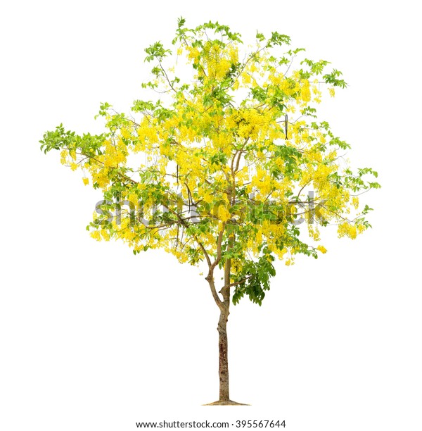 Tree Flower Yellow Isolated On White Stock Photo 395567644 | Shutterstock