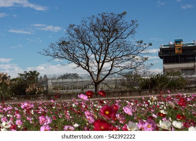 tree and flowers