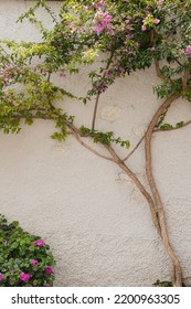 Tree With Flowers Branch And Leaves On Neutral Beige Wall. Aesthetic Floral Background