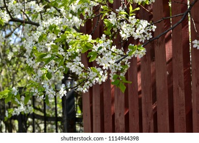 Tree flowers in spring