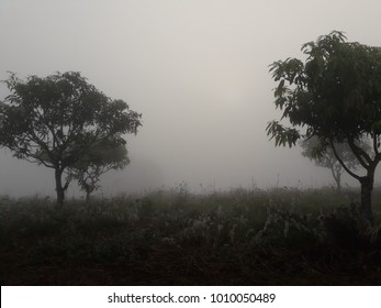 tree and fog