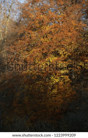 Similar – autumn impression Ambience