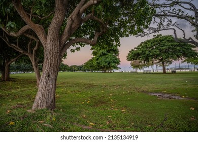 A tree in the foreground at Ala Moana Beach Park in Honolulu, Hawaii, with the park and nature beyond.