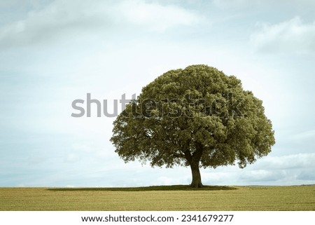 Similar – Image, Stock Photo Holm oak tree holm oak