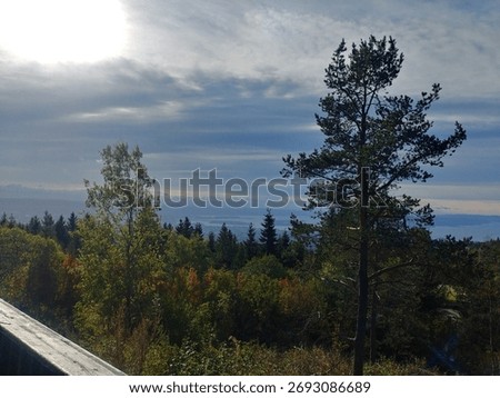 Tree in the foreground with Oslo Marka and blue sky in the background, Norway.
