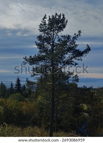 Tree in the foreground with Oslo Marka and blue sky in the background, Norway.
