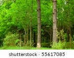 tree in forest