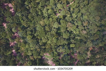Tree in the Forest