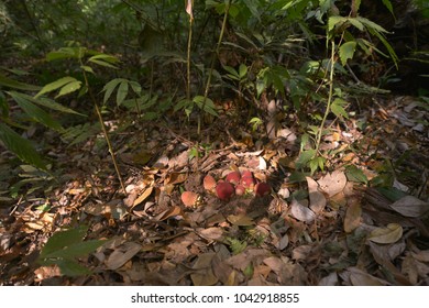 Tree in the forest