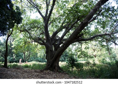 Tree in forest