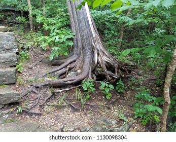 Tree In The Forest