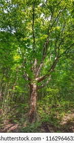 Tree in the Forest