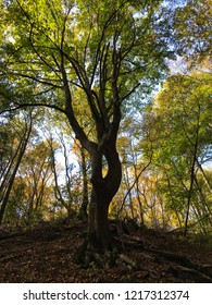 Tree in the forest
