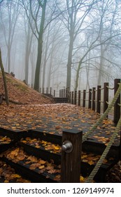 tree in forest