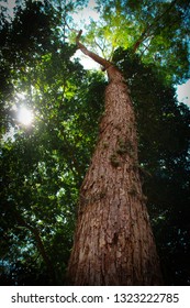tree in the forest