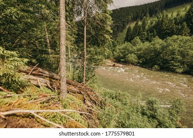 A tree in a forest