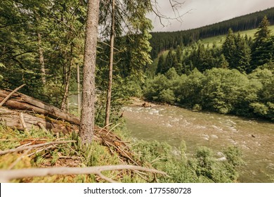 A tree in a forest