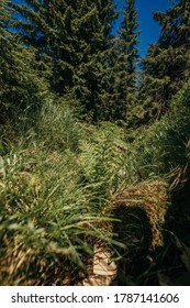 A tree in a forest