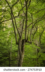 Tree in Forest