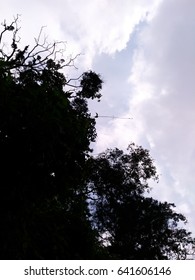 tree and forest