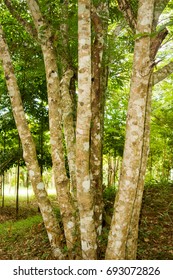 Tree in the forest.