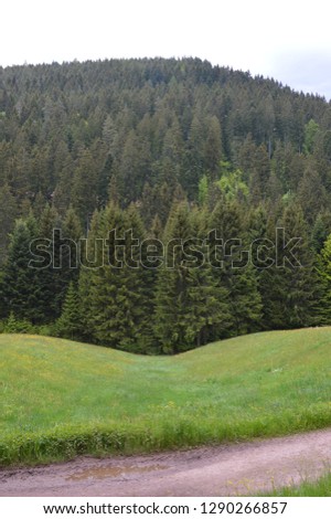 Similar – Blumenwiese, Nadelholzwald