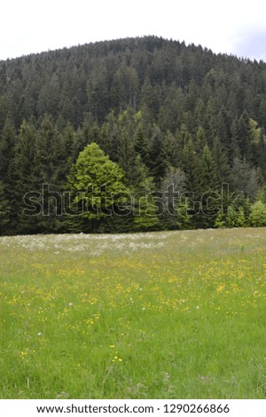 Similar – Blumenwiese, Nadelholzwald