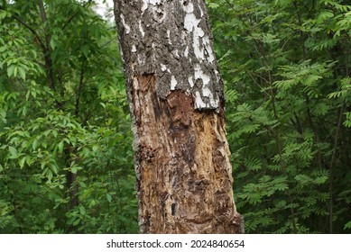 Tree In The Forest Damaged By Pests Disease