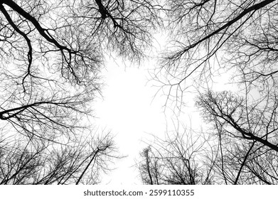 Tree, forest, frame, sky. Bare tree and branch form a natural circle frame around white sky above. Black and white winter nature background with dramatic canopy pattern