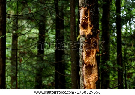 Tree in a forest with large, ragged, long holes pecked in it by Pileated wood pecker.