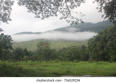  Tree forest in a mist.