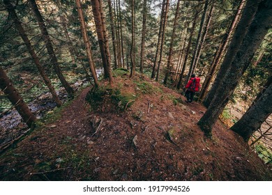 A tree in a forest a mountain