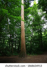 Tree in the forest special light