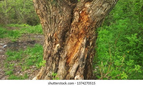 Tree in the forest sun - Shutterstock ID 1374270515