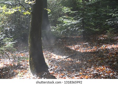 tree forest sunlight