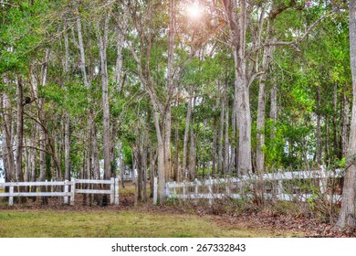 Tree forest surrounded by a white old wooden fence with the sun shining