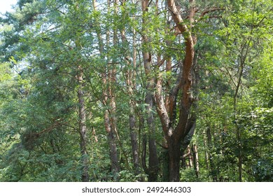  tree in the forest,  tree in the woods, trees in the forest
