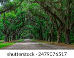 A tree formation at Wormsloe State Historic Site, Savannah, Georgia.